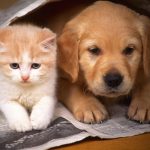 Cấm nuôi chó, mèo ở chung cư? Luật quy định như thế nào?