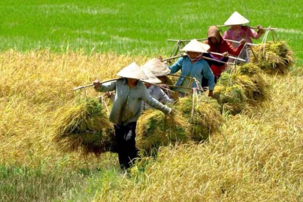 Đất nông nghiệp thừa kế từ bố mẹ vợ:chồng Phân chia thế nào?